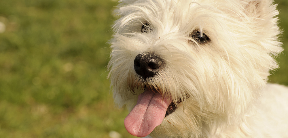 Clínica Veterinaria Bulevar Sur-Leishmaniosis