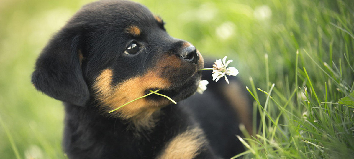 Clínica Veterinaria Bulevar Sur